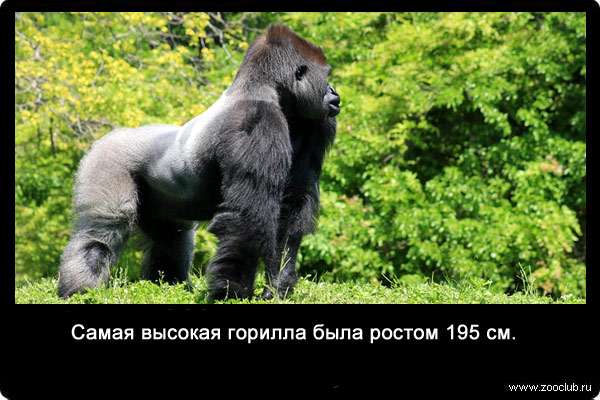 Самая высокая горилла была ростом 195 см.