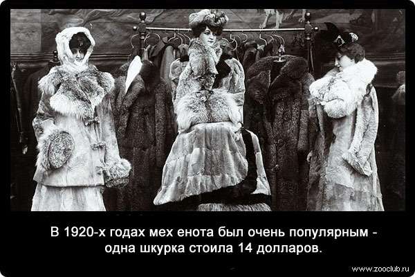 В 1920-х годах мех енота был очень популярным - одна шкурка стоила 14 долларов.