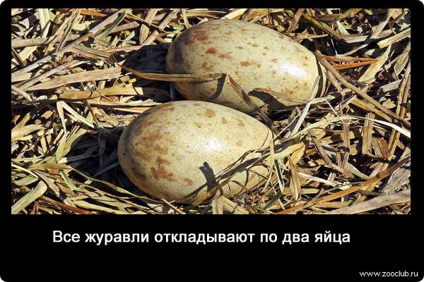 Все журавли откладывают по два яйца.