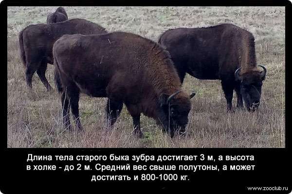 Длина тела старого быка зубра (Bison bonasus) достигает 3 м, а высота в холке - до 2 м. Средний вес свыше полутоны, а может достигать и 800-1000 кг.
