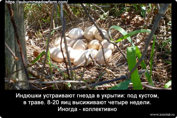 Индюшки устраивают гнезда в укрытии: под кустом, в траве. 8-20 яиц высиживают четыре недели. Иногда - коллективно.