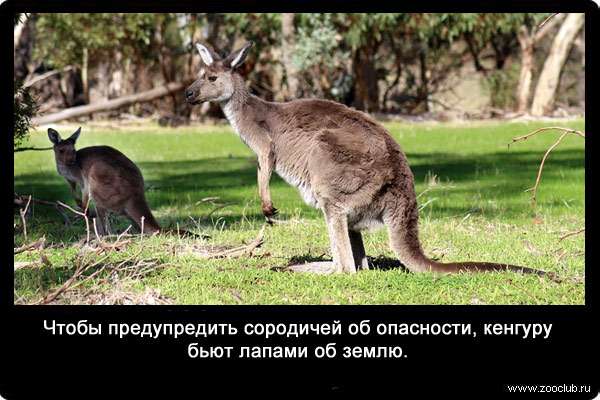 Чтобы предупредить сородичей об опасности, кенгуру бьют лапами об землю.