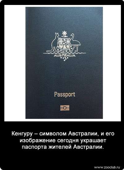 Кенгуру - символом Австралии, и его изображение сегодня украшает паспорта жителей Австралии.