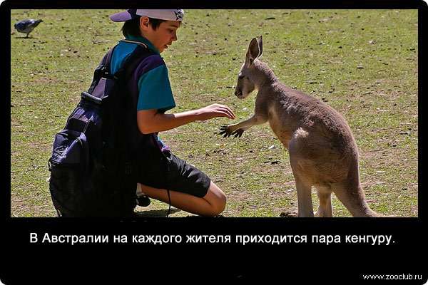 В Австралии на каждого жителя приходится пара кенгуру.