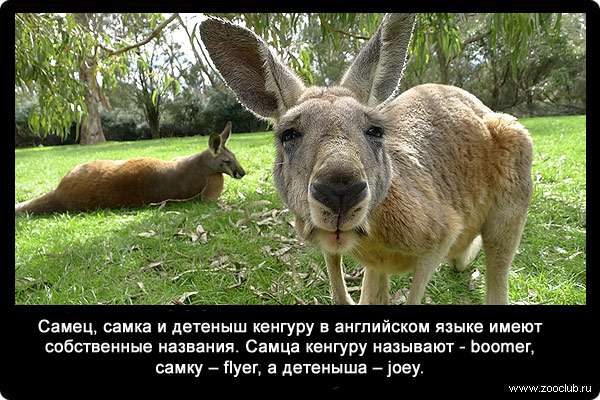 Самец, самка и детеныш кенгуру в английском языке имеют собственные названия. Самца кенгуру называют - boomer, самку - flyer, а детеныша - joey.