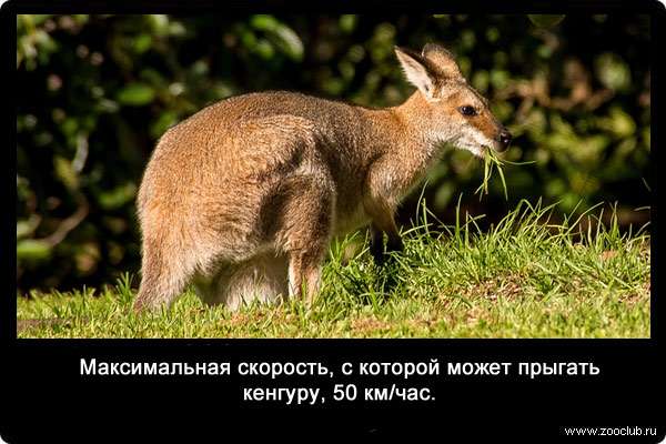 Максимальная скорость, с которой может прыгать кенгуру, 50 км/час.