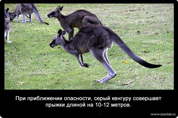 При приближении опасности, серый кенгуру совершает прыжки длиной на 10-12 метров.