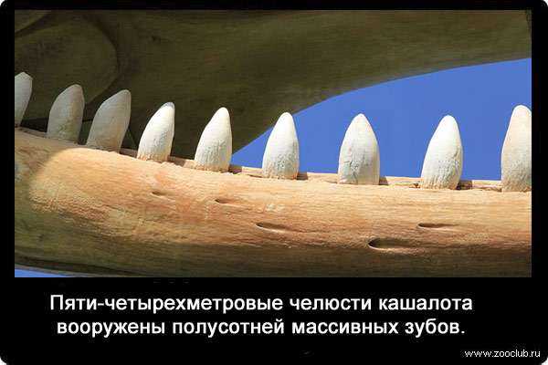 Пяти-четырехметровые челюсти кашалота вооружены полусотней массивных зубов.