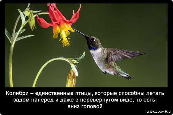 Колибри - единственные птицы, которые способны летать задом наперед и даже в перевернутом виде, то есть, вниз головой!