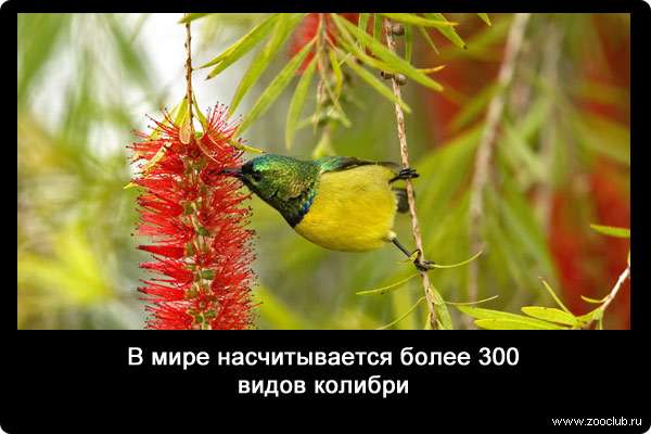 В мире насчитывается более 300 видов колибри.