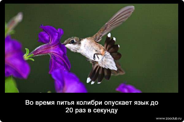 Во время питья колибри опускает язык до 20 раз в секунду.