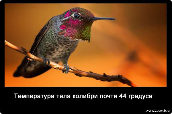 Температура тела колибри почти 44 градуса.