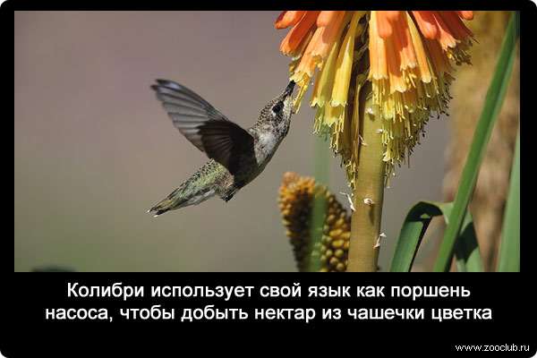 Колибри использует свой язык как поршень насоса, чтобы добыть нектар из чашечки цветка.