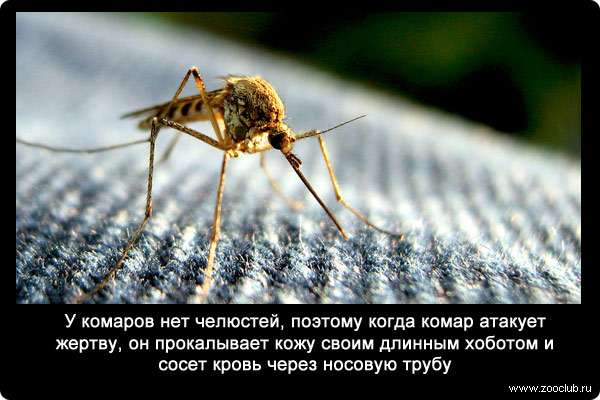 У комаров нет челюстей, поэтому когда комар атакует жертву, он прокалывает кожу своим длинным хоботом и сосет кровь через носовую трубу.