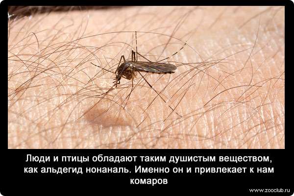 Люди и птицы обладают таким душистым веществом, как альдегид нонаналь. Именно он и привлекает к нам комаров.