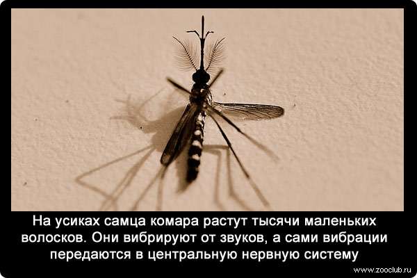 На усиках самца комара растут тысячи маленьких волосков. Они вибрируют от звуков, а сами вибрации передаются в центральную нервную систему.