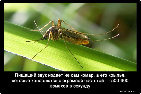 Пищащий звук издает не сам комар, а его крылья, которые колеблются с огромной частотой - 500-600 взмахов в секунду.