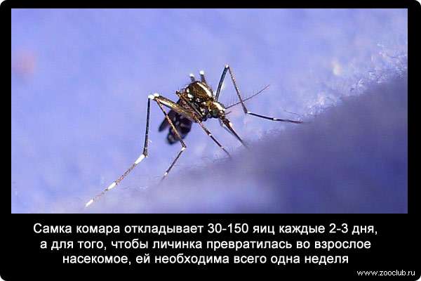 Самка комара откладывает 30-150 яиц каждые 2-3 дня, а для того, чтобы личинка превратилась во взрослое насекомое, ей необходима всего одна неделя.