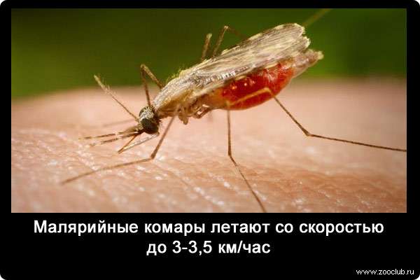Малярийные комары летают со скоростью до 3-3,5 км/час.