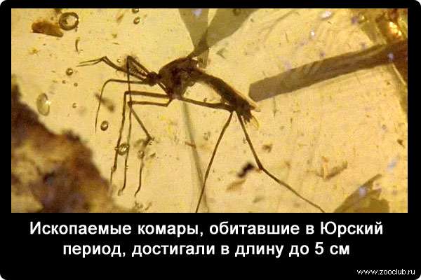 Ископаемые комары, обитавшие в Юрский период, достигали в длину до 5 см.