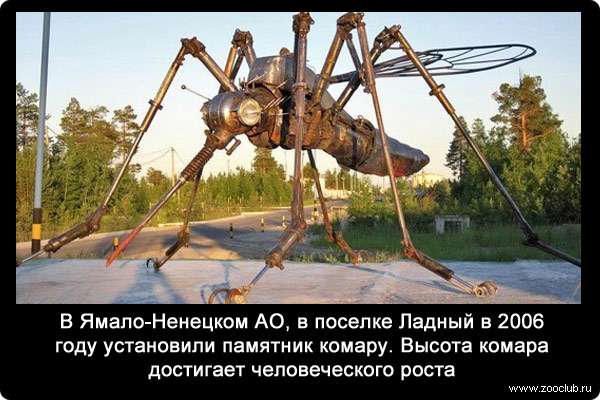 В Ямало-Ненецком АО, в поселке Ладный в 2006 году установили памятник комару. Высота комара достигает человеческого роста. 