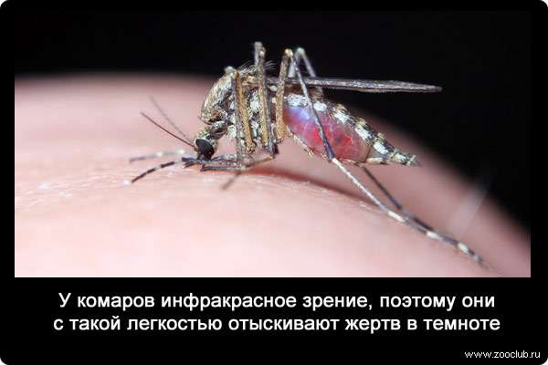 У комаров инфракрасное зрение, поэтому они с такой легкостью отыскивают жертв в темноте.