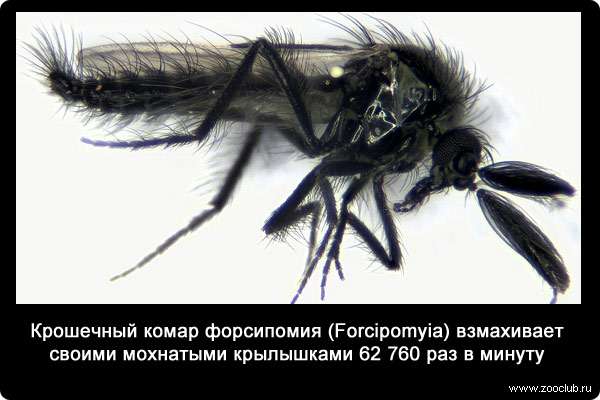 Крошечный комар форсипомия (Forcipomyia) взмахивает своими мохнатыми крылышками 62 760 раз в минуту.