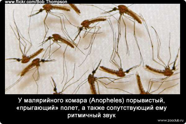 У малярийного комара (Anopheles) порывистый, «прыгающий» полет, а также сопутствующий ему ритмичный звук. 