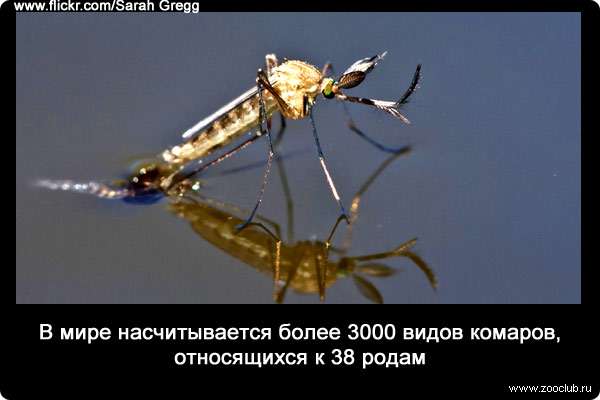 В мире насчитывается более 3000 видов комаров, относящихся к 38 родам.