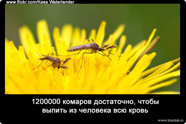 1200000 комаров достаточно, чтобы выпить из человека всю кровь.