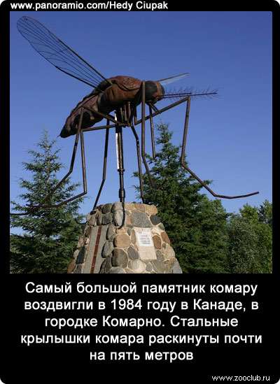 Самый большой памятник комару воздвигли в 1984 году в Канаде, в городке Комарно. Стальные крылышки комара раскинуты почти на пять метров.