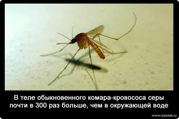 В теле обыкновенного комара-кровососа серы почти в 300 раз больше, чем в окружающей воде.