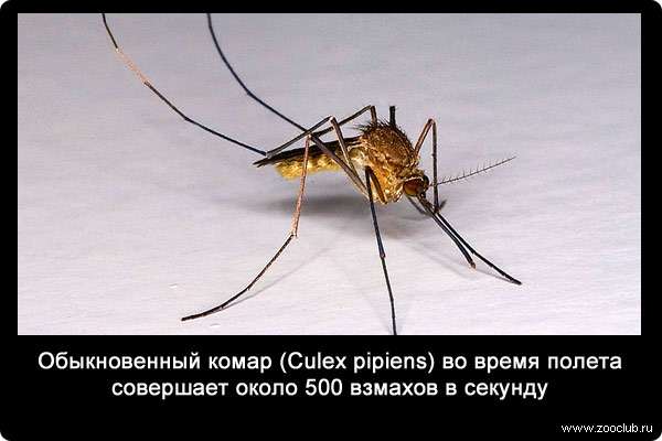 Обыкновенный комар (Culex pipiens) во время полета совершает около 500 взмахов в секунду.