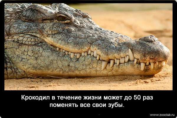 Крокодил в течение жизни может до 50 раз поменять все свои зубы.