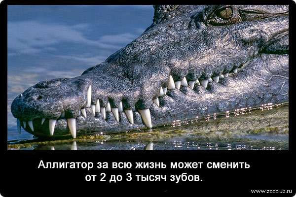 Аллигатор за всю жизнь может сменить от 2 до 3 тысяч зубов.