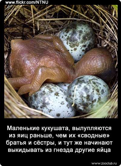 Маленькие кукушата, вылупляются из яиц раньше, чем их «сводные» братья и сёстры, и тут же начинают выкидывать из гнезда другие яйца.