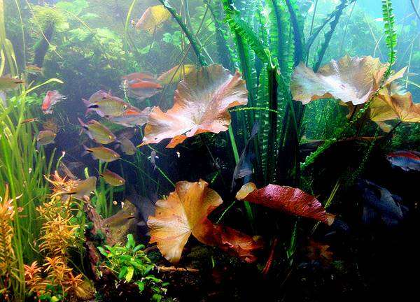 Пресноводный аквариум с рыбками, фото уход содержание аквариума фотография