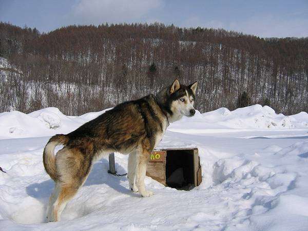 Аляскинский хаски, фото изображение породы собак