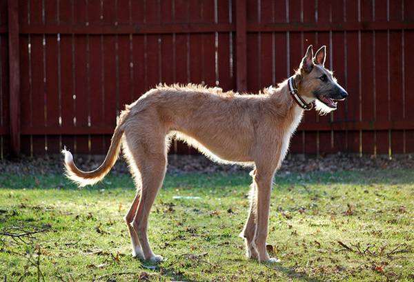  (American Staghound),    