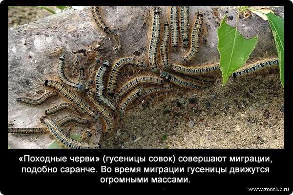 «Походные черви» (гусеницы совок) совершают миграции, подобно саранче. Во время миграции гусеницы движутся огромными массами.