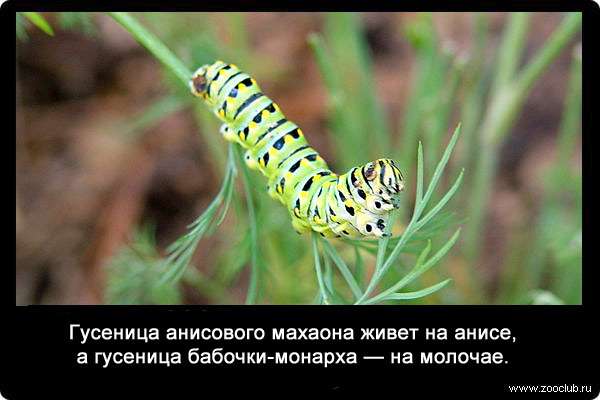Гусеница анисового махаона живет на анисе, а гусеница бабочки-монарха - на молочае.