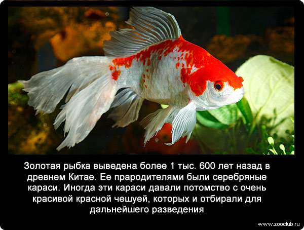 Золотая рыбка выведена более 1 тыс 600 лет назад в древнем Китае. Ее прародителями были серебряные караси. Иногда эти караси давали потомство с очень красивой красной чешуей, которых и отбирали для дальнейшего разведения. 