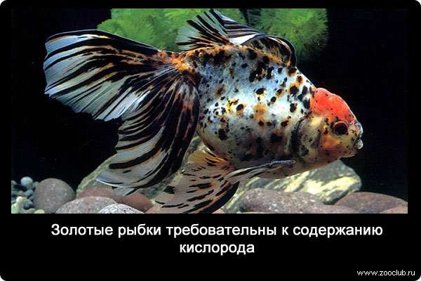 Золотые рыбки требовательны к содержанию кислорода.