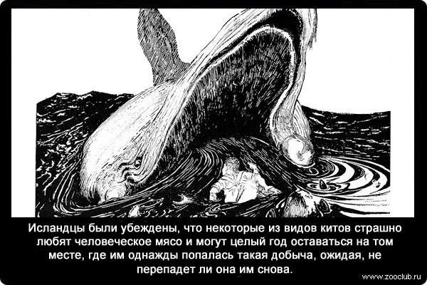 Исландцы были убеждены, что некоторые из видов китов страшно любят человеческое мясо и могут целый год оставаться на том месте, где им однажды попалась такая добыча, ожидая, не перепадет ли она им снова. 
