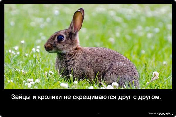 Зайцы и кролики не скрещиваются друг с другом.