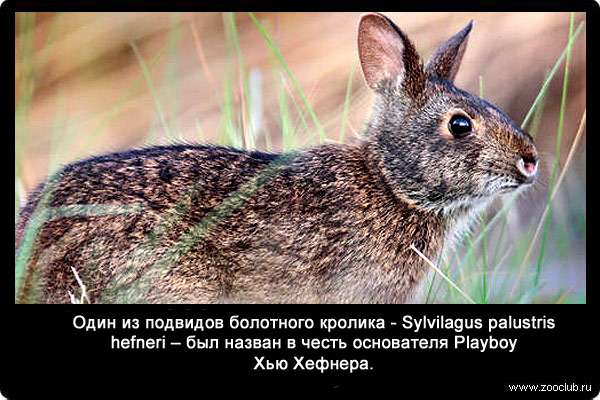 Один из подвидов болотного кролика - Sylvilagus palustris hefneri - был назван в честь основателя Playboy Хью Хефнера.