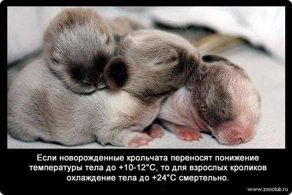 Если новорожденные крольчата переносят понижение температуры тела до +10-12°С, то для взрослых кроликов охлаждение тела до +24°С смертельно.