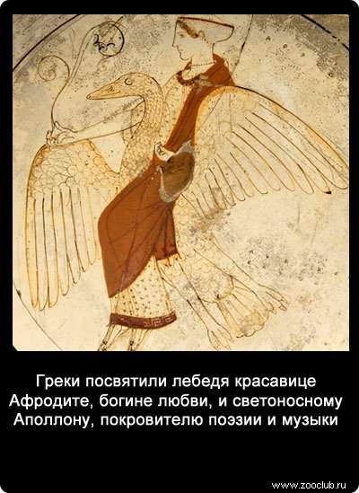 Гpeки посвятили лебедя красавице Афродите, богине любви, и светоносному Аполлону, покровителю поэзии и музыки.