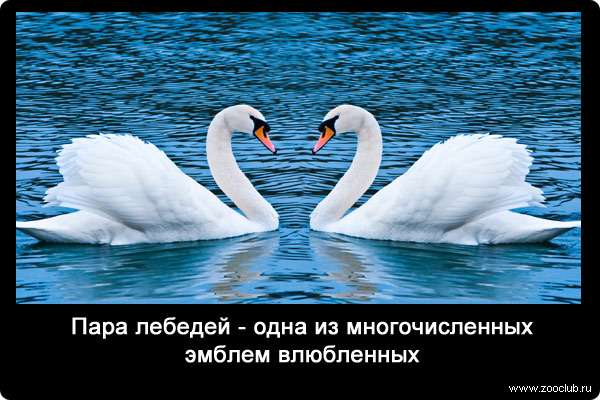 Пара лебедей - одна из многочисленных эмблем влюбленных.