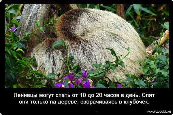 Ленивцы могут спать от 10 до 20 часов в день. Спят они только на дереве, сворачиваясь в клубочек.